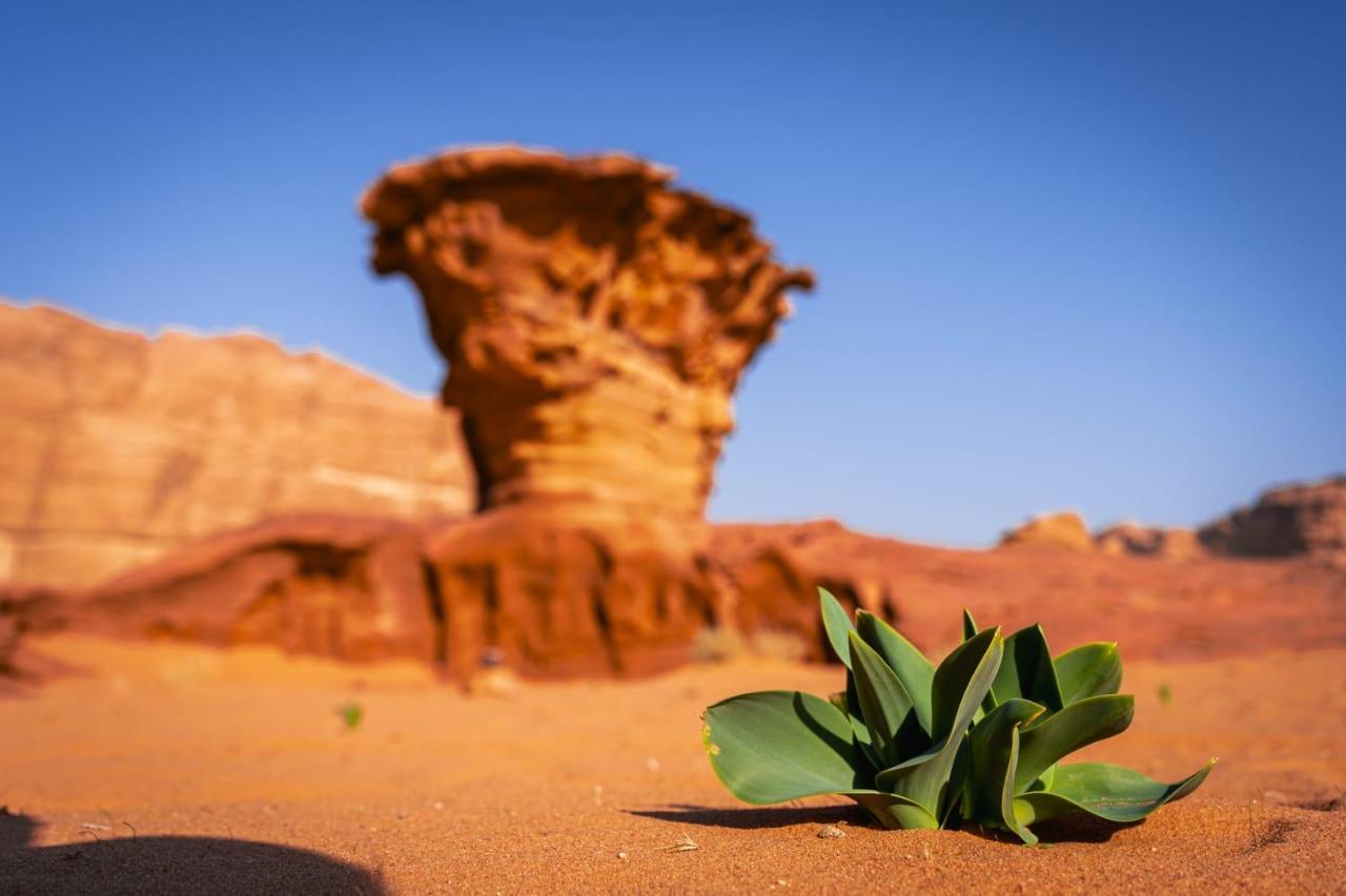 Wadi Rum Secrets Camp Extérieur photo